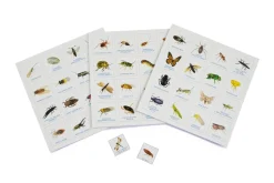 Brumby - Bingo - Bug