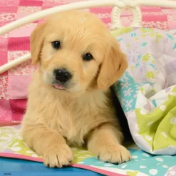 Ravensburger - 3 x 49Pc Cute Puppy Dogs Puzzle