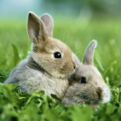 Ravensburger - 3 x 49Pc Cute Bunnies Puzzle