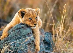 Ravensburger - 200Pc Little Lion Puzzle