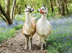 Ravensburger - 100Pc Llama Love Puzzle