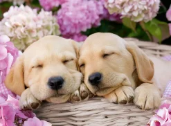 Ravensburger - 300Pc Sweet Dogs in a Basket Puzzle