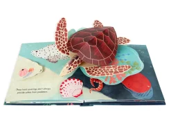 Shells Pop Up Book of Wonder (Hard Back)